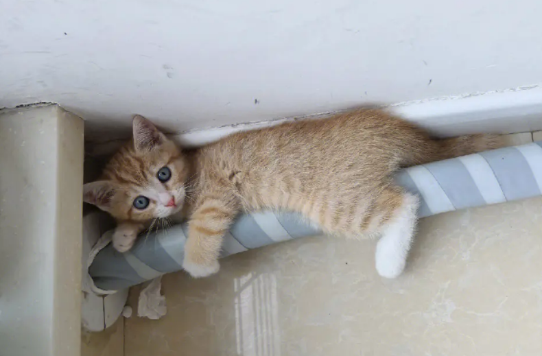 猫来家里什么意思