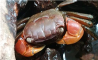 辣椒蟹不吃东西