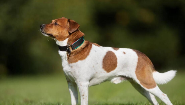 心碎！两只爱犬离奇死亡，主人的警告, 让人难过