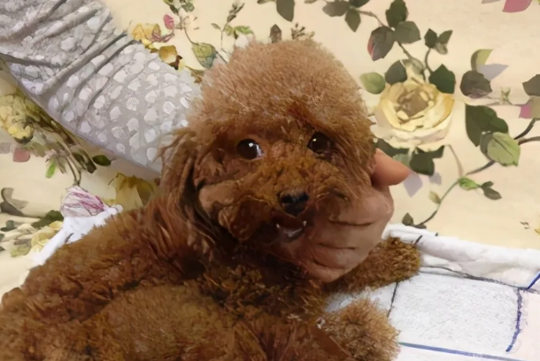 泰迪犬的6个底线，你碰了，再温顺也会咬你