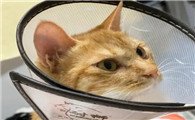 猫绝育手术注意事项及术后护理