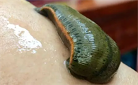 蚂蝗叫水蛭吗