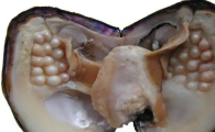如何种珍珠蚌