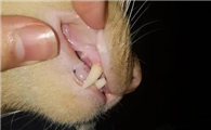 猫口腔有黑色的东西