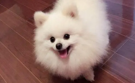 养博美犬的全面指南：创造快乐和谐的伴侣生活