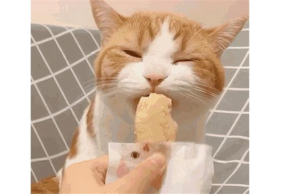 猫可以吃面包吗 猫可以吃面包吗