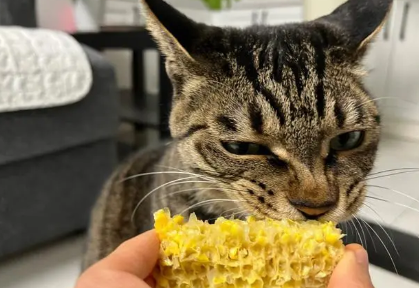 猫可以吃玉米吗 猫可以吃玉米吗