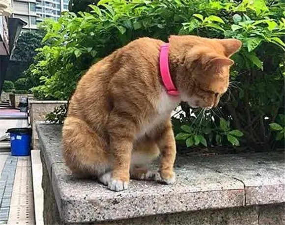 猫离家出走能回来吗 猫离家出走能回来吗