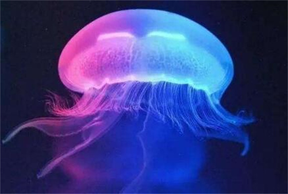 海月水母有颜色吗