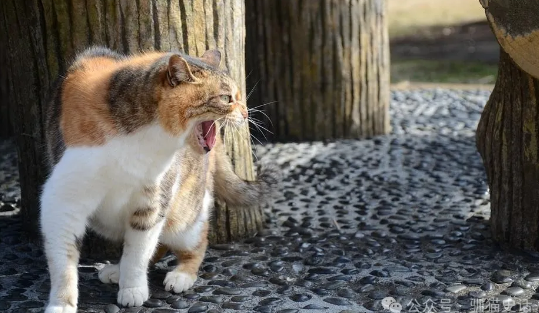 有什么是养了猫后才知道的事?