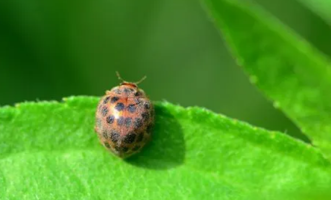 18星瓢虫是害虫吗