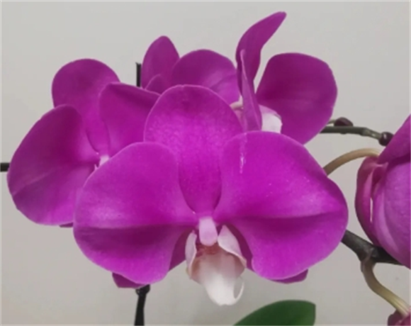 蝴蝶兰花怎样养好