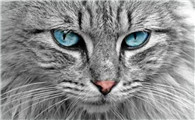 猫霸气的眼神图片
