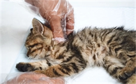 猫安乐死需要多少钱