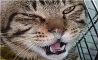 猫流鼻涕流眼泪打喷嚏吃什么药