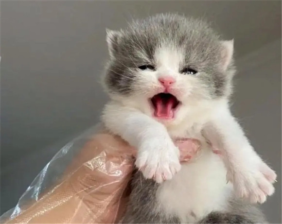 猫可以活多久