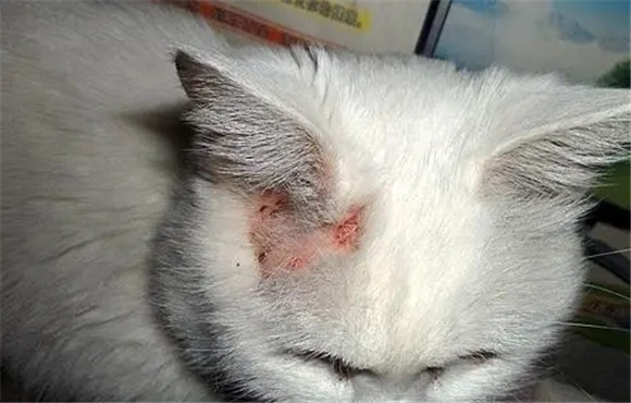 猫会无缘无故得猫藓吗 猫会无缘无故得猫藓吗