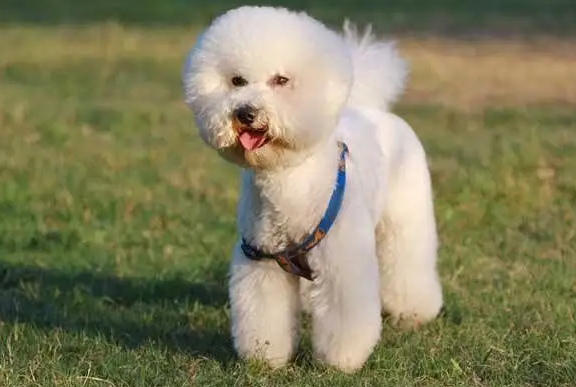 狗狗后背掉毛斑秃