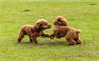 伴侣犬行为管理师