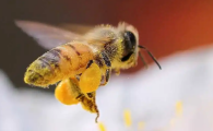 蜜蜂会吃蜜蜂吗