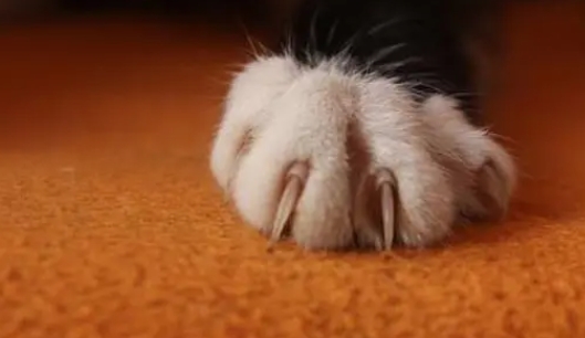 猫会抓人眼睛吗 猫会抓人眼睛吗