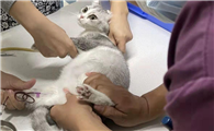 检查猫有无腹水最简单的方法
