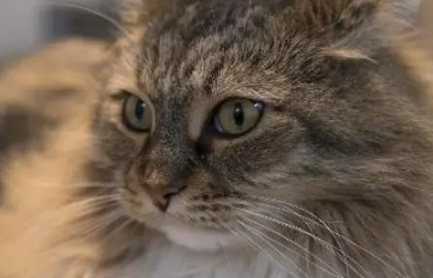 猫给其他猫舔毛表示什么