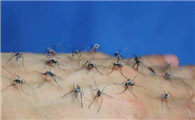 防治蚊子的措施有哪些