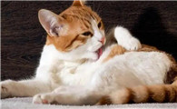 交易猫可以用别人的身份证吗