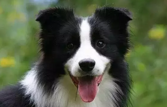 边牧专栏丨边境牧羊犬这些部位的毛发要特别注意 边牧专栏丨边境牧羊犬这些部位的毛发要特别注意