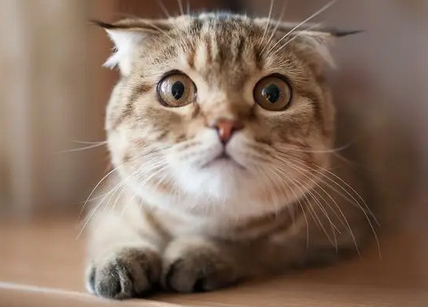 猫肚子上有个肉囊