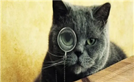 一喊就来的猫和喊不动的猫，区别居然这么大