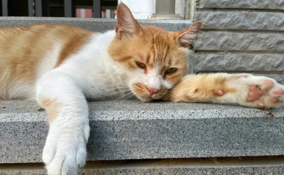小暑节气，这样养猫才能养得更健康