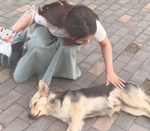 女生想看流浪狗是学弟还是学妹，狗狗感觉被冒犯到