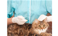 猫多久驱虫一次
