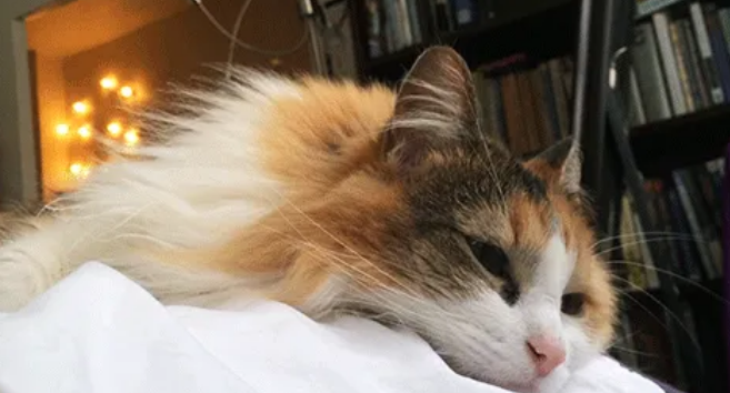跟猫一起睡的4个坏处,尤其是第三个,你可能无法承受! 跟猫一起睡的4个坏处,尤其是第三个,你可能无法承受!