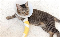 猫骨折和扭伤的外在表现