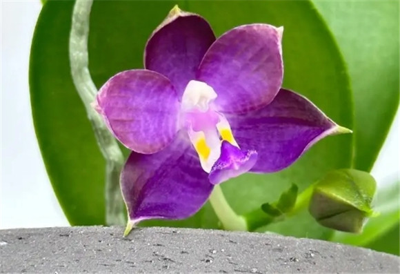 蝴蝶兰花剑分支