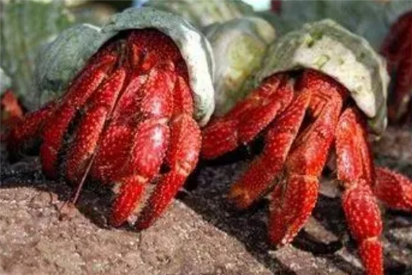 寄居蟹吃多少东西