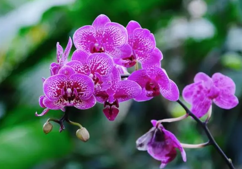 蝴蝶兰花要多少钱