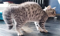 猫弓背什么意思