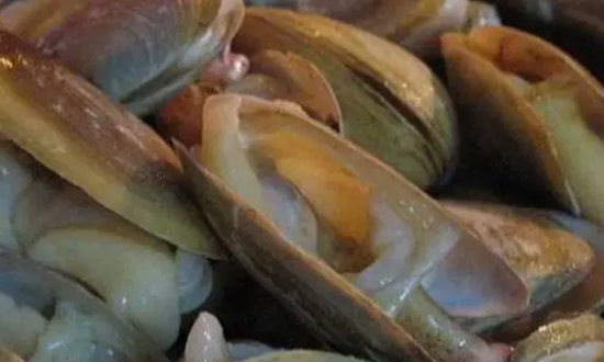 河蚌清理内脏视频