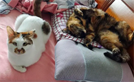 老猫接受新猫前兆