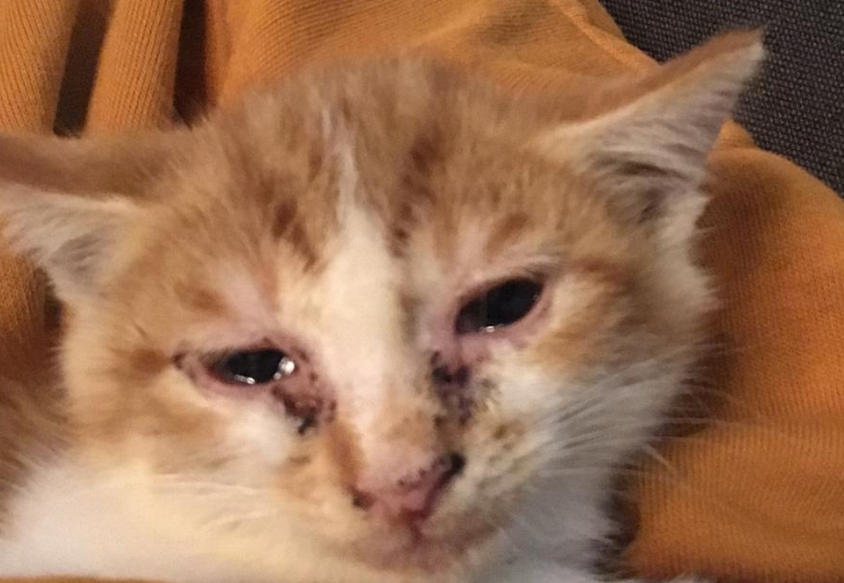 猫感冒的症状有哪些