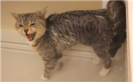 猫对着门外嗷呜嗷呜的叫