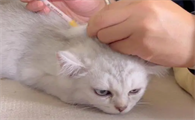 猫多大打疫苗