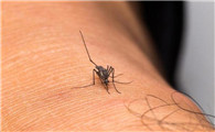 通过蚊子发明了什么