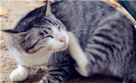 家猫总用脸蹭有棱角的家具