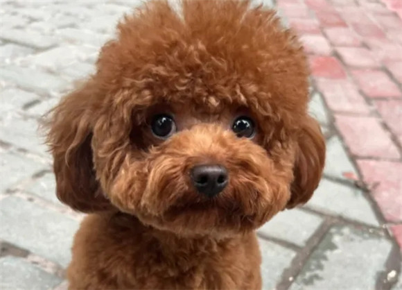 泰迪那么火,养的人咋不多呢? 泰迪那么火,养的人咋不多呢?