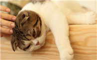 猫咪挑食怎么办？教你几招让主子乖乖吃饭！
